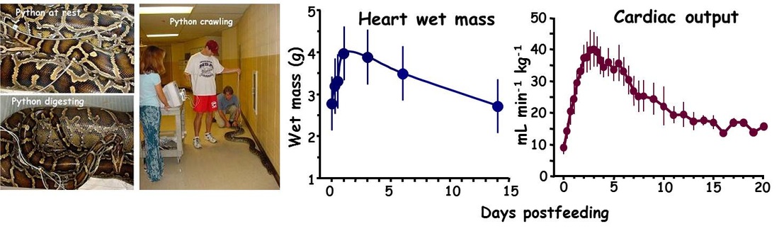 Images illustrating the measurement of cardiovascular performance for the Burmese python, the python postprandial increase in heart mass and cardiac output, and cardiac atrophy and decrease in output with the completion of digestion.