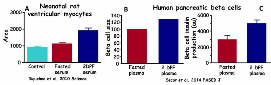 Figures illustrating the effects of administering plasma from digesting pythons to ventricular myocytes of neonatal rats and human pancreatic beta cells.  Rat myocytes increased 70 in volume and human beta cells increase in volume and insulin production when treated with plasma from pythons two days after feeding.