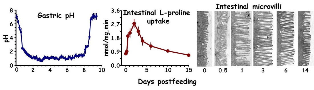 Images illustrating the postprandial pH of the python stomach, the postprandial increase in intestinal nutrient uptake, and the postprandial lengthening of the intestinal microvilli. All responses are reversed upon the completion of digestion.