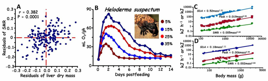Images illustrating relationships between standard metabolic rate and liver mass, postfeeding metabolic response of Gila monsters, and the scaling of SMR, peak VO2, and SDA