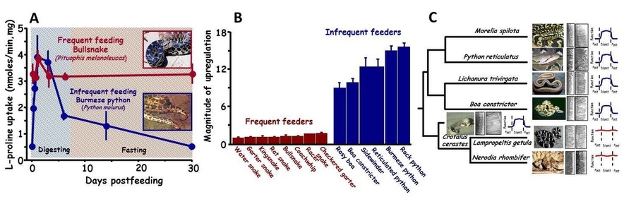 Images illustrating postfeeding responses of frequently feeding and infrequently feeding snakes