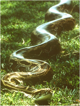 Adult Burmese python