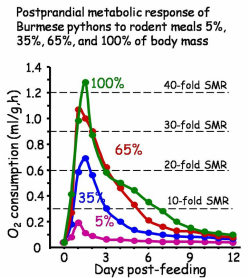 Figure illustrating the increase in metabolic response with an increase in meal size for the Burmese python